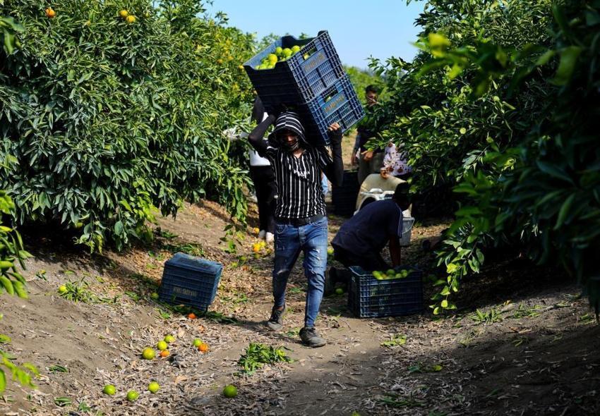 Adana'da mandalina hasadı başladı: 1 milyon tonu aşkın rekolte bekleniyor!
