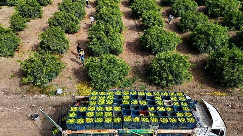 Adana'da mandalina hasadı başladı: 1 milyon tonu aşkın rekolte bekleniyor!
