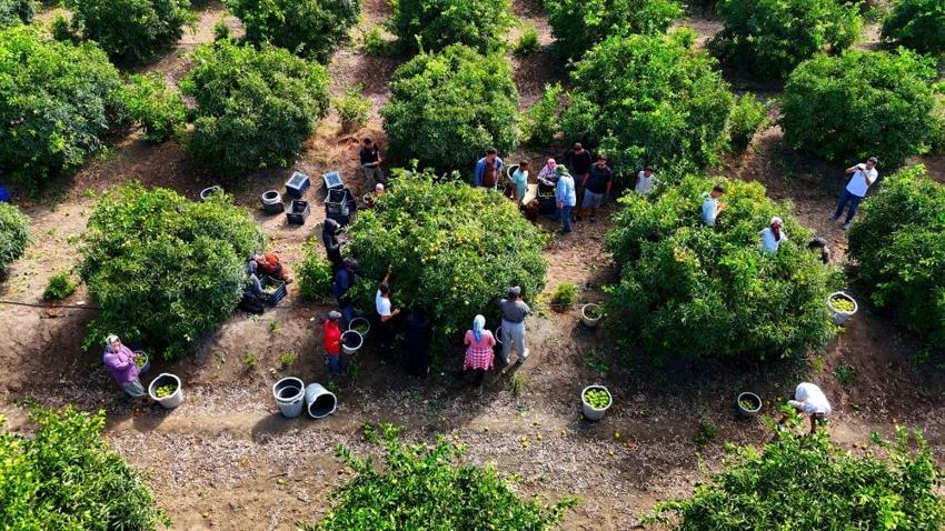 Adana'da mandalina hasadı başladı: 1 milyon tonu aşkın rekolte bekleniyor!