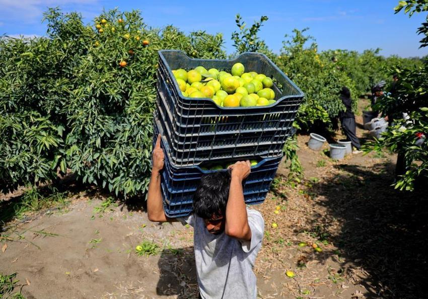 Adana'da mandalina hasadı başladı: 1 milyon tonu aşkın rekolte bekleniyor!