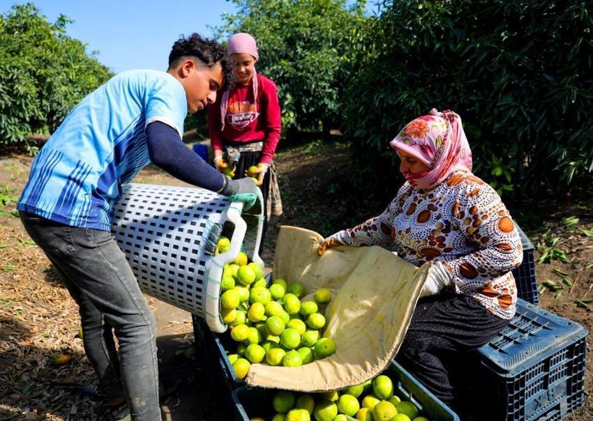 Adana'da mandalina hasadı başladı: 1 milyon tonu aşkın rekolte bekleniyor!
