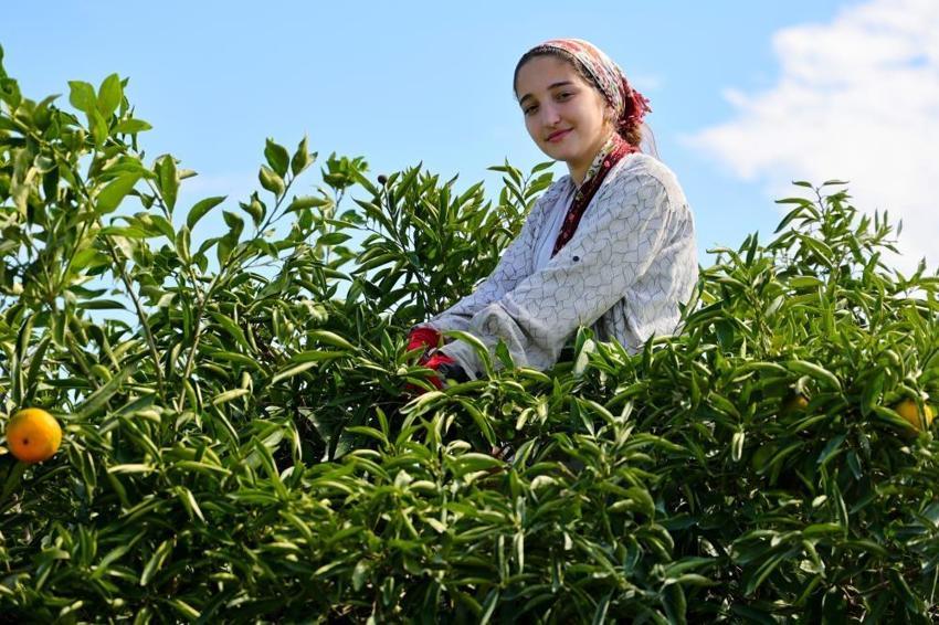 Adana'da mandalina hasadı başladı: 1 milyon tonu aşkın rekolte bekleniyor!