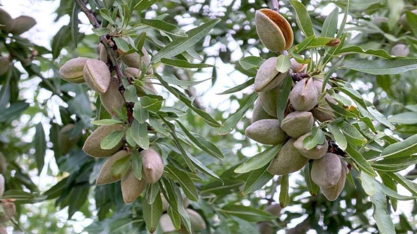 Konyalı üretici kirazı bıraktı, o ürüne geçti! Hasadı da satışı da daha kolay: Talebe yetişemiyor