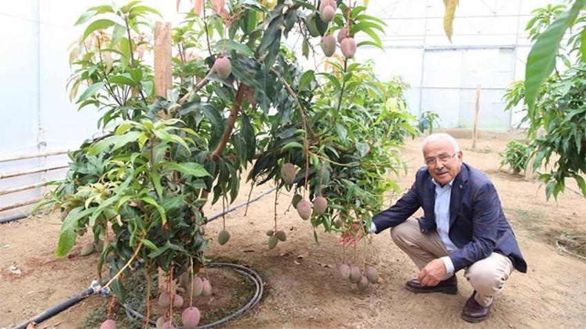 Türkiye’nin tarım haritası baştan çiziliyor! Ne fındık ne de pamuk... Çiftçinin yeni gözdesi oldu, geleceğin üretimi başladı