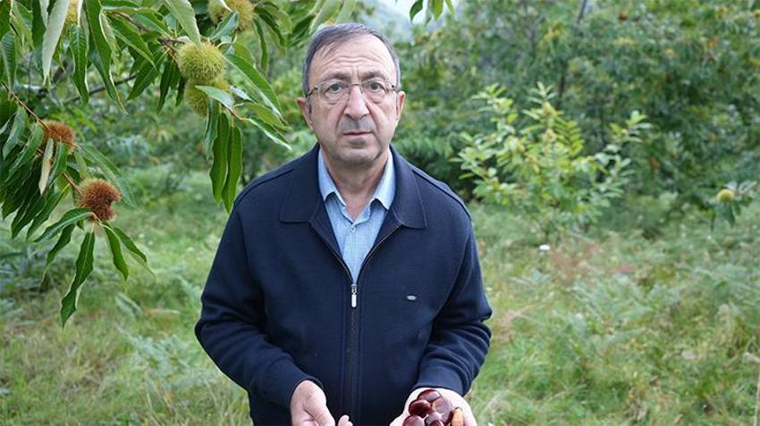 Kestanenin kaderi Samsun’da değişiyor! 14 yıllık ıslah çalışması meyve verdi