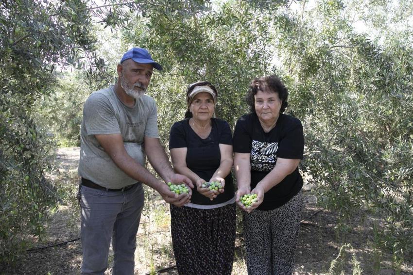 Mersin'de boş kalan tarlalar zeytinlik oldu: Çiftçiye ücretsiz dağıtılan zeytin ağaçlarında hasat zamanı!
