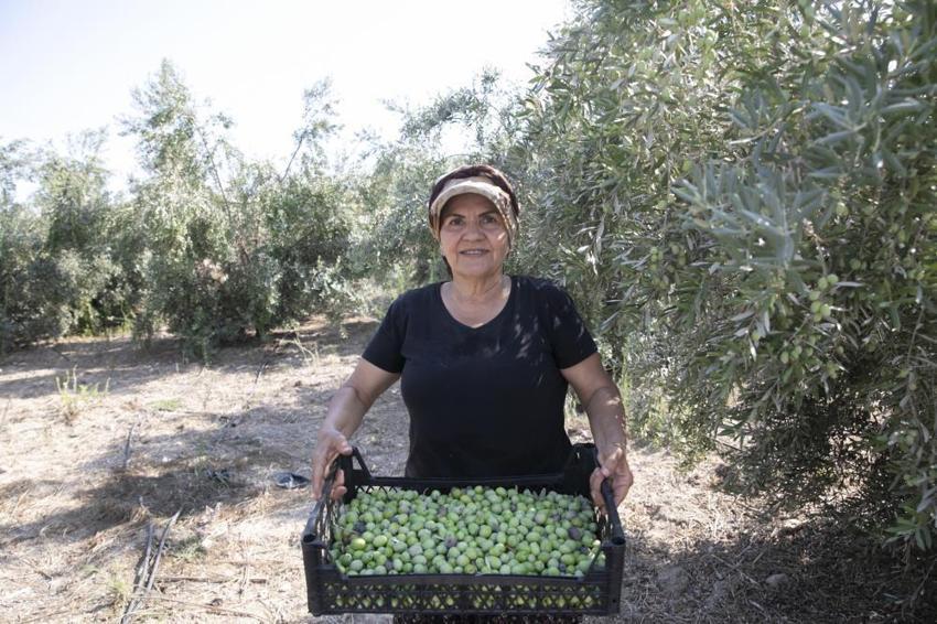 Mersin'de boş kalan tarlalar zeytinlik oldu: Çiftçiye ücretsiz dağıtılan zeytin ağaçlarında hasat zamanı!