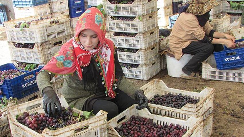 Gaziantep'te bağ bozumu heyecanı: Tescilli Antep Karası ve Hatun Parmağı üzümleri kurutulmaya başlandı!