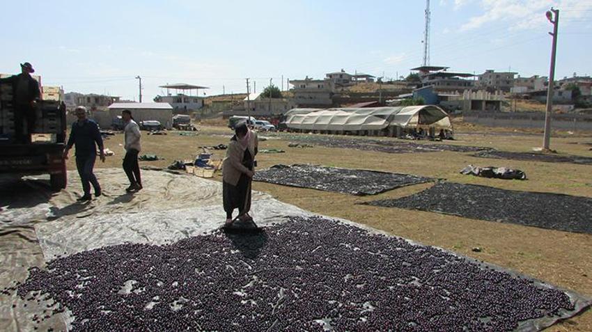 Gaziantep'te bağ bozumu heyecanı: Tescilli Antep Karası ve Hatun Parmağı üzümleri kurutulmaya başlandı!