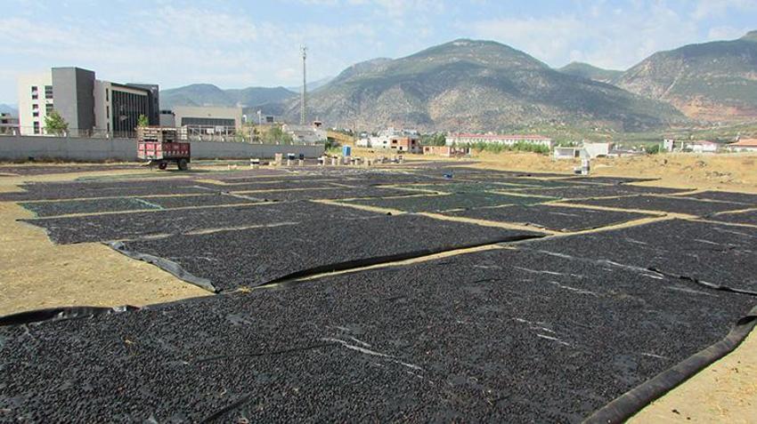 Gaziantep'te bağ bozumu heyecanı: Tescilli Antep Karası ve Hatun Parmağı üzümleri kurutulmaya başlandı!