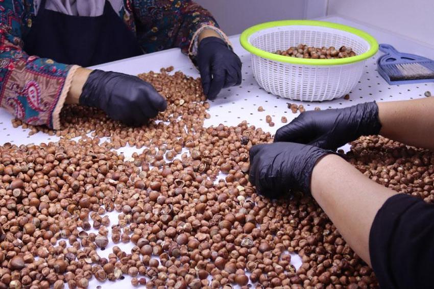 Ordu'da hasat tamamlandı fındık üreticileri ürünlerini işleyerek değerlendiriyor