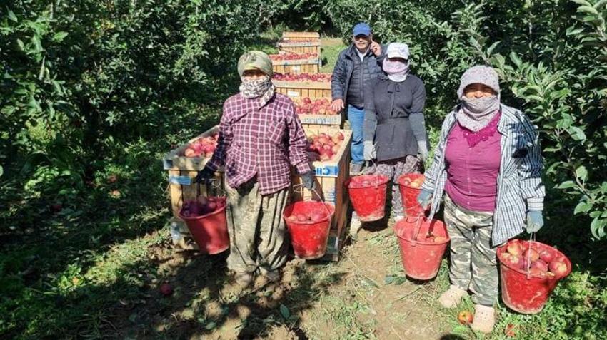 Denizli'de hasat 1 ay sürecek! Tarlada kilosu 28 TL'ye çıktı: Üreticinin yüzü güldü