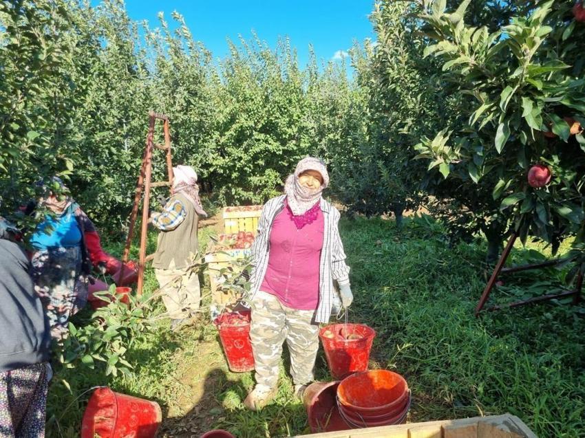 Denizli'de hasat 1 ay sürecek! Tarlada kilosu 28 TL'ye çıktı: Üreticinin yüzü güldü