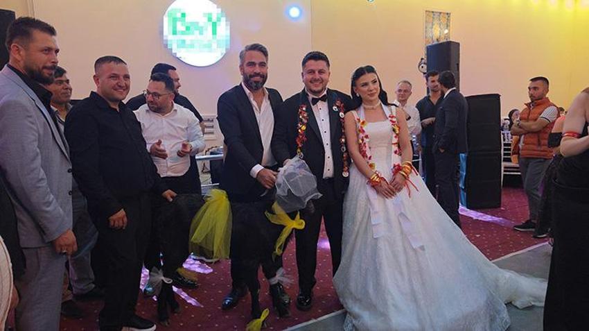 Adana'da sıra dışı düğün hediyesi: Damada keçi taktılar!