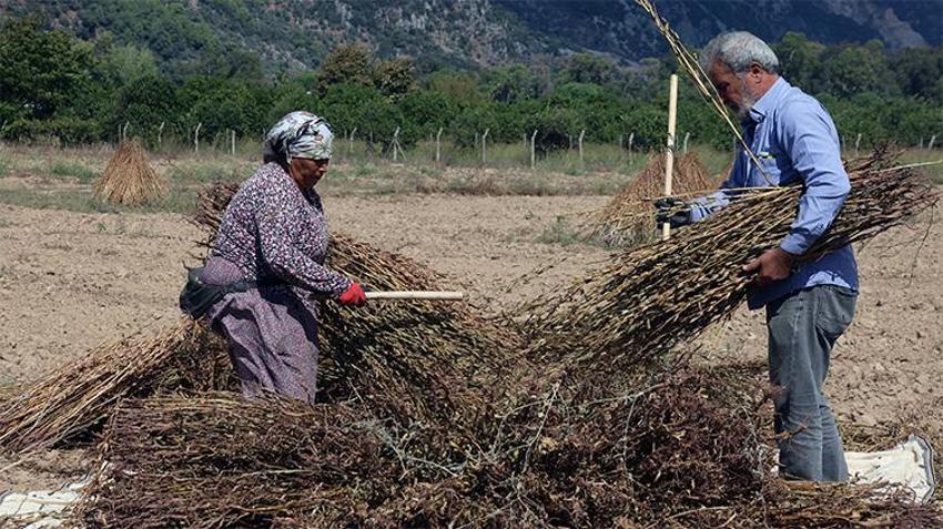 Japonlar kilosuna dolar yağdırıyor! Muğla'da susuz olarak, sıfır teknoloji ile üretiliyor