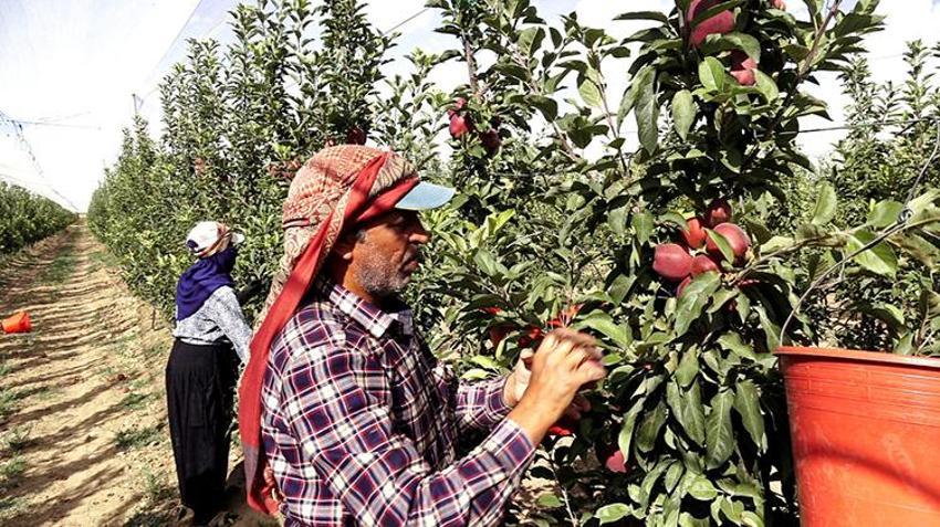 Don vurduğu yeri unutturdu: Bu yıl verim %100, bahçeler dolup taştı, Kayseri'den 4 ülkeye ihracat başladı