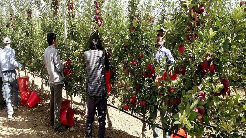 Don vurduğu yeri unutturdu: Bu yıl verim %100, bahçeler dolup taştı, Kayseri'den 4 ülkeye ihracat başladı