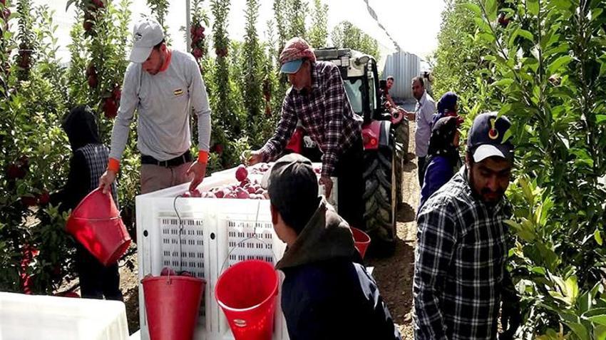 Don vurduğu yeri unutturdu: Bu yıl verim %100, bahçeler dolup taştı, Kayseri'den 4 ülkeye ihracat başladı