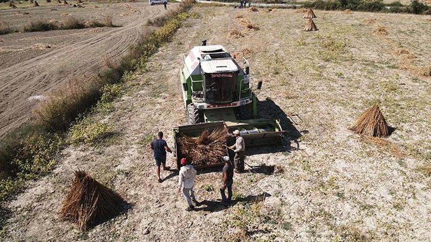 Gökova susamında tarihi ilk! İşçi bulunamayınca tarlaya girdi, 80 kişinin yaptığı işi 1 günde yapıyor!