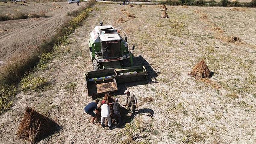 Gökova susamında tarihi ilk! İşçi bulunamayınca tarlaya girdi, 80 kişinin yaptığı işi 1 günde yapıyor!