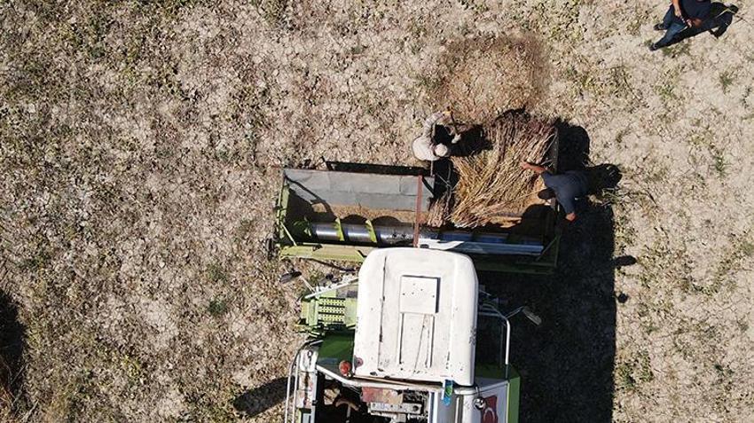 Gökova susamında tarihi ilk! İşçi bulunamayınca tarlaya girdi, 80 kişinin yaptığı işi 1 günde yapıyor!