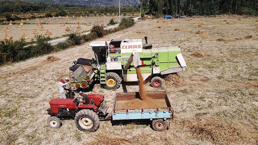 Gökova susamında tarihi ilk! İşçi bulunamayınca tarlaya girdi, 80 kişinin yaptığı işi 1 günde yapıyor!