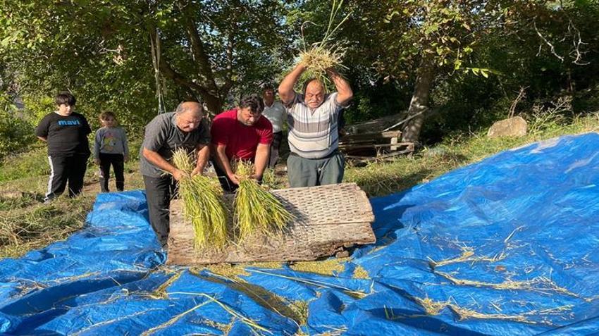 4 ay boyunca suyun içinde yetişiyor! Lezzetini bilen Artvin’e akın ediyor: Şaşırtan hasat