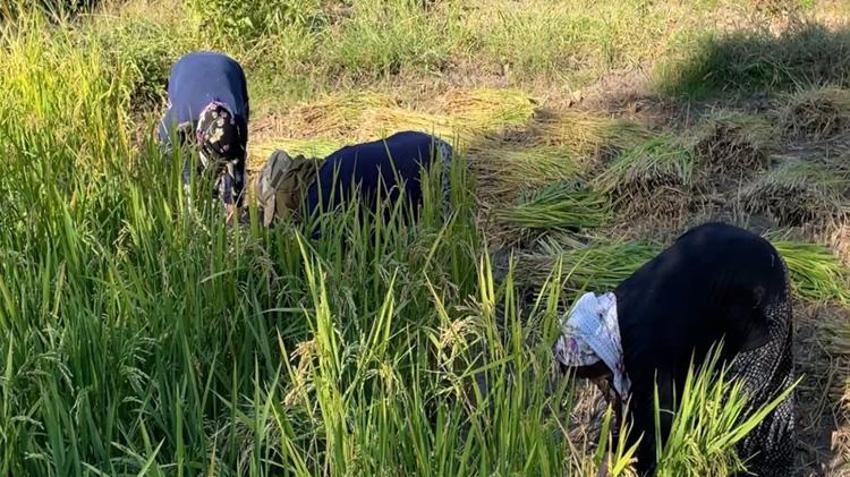 4 ay boyunca suyun içinde yetişiyor! Lezzetini bilen Artvin’e akın ediyor: Şaşırtan hasat