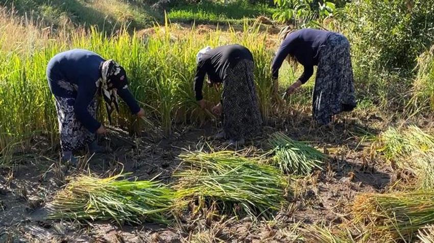 4 ay boyunca suyun içinde yetişiyor! Lezzetini bilen Artvin’e akın ediyor: Şaşırtan hasat