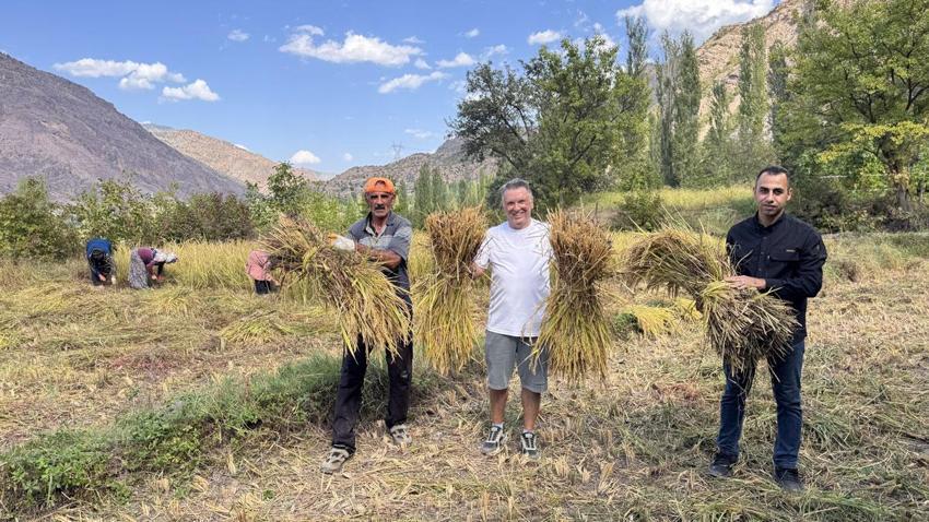 Göğe komşu topraklarda çeltik hasadı! Başakların altın rengine dönmesiyle mesai başladı