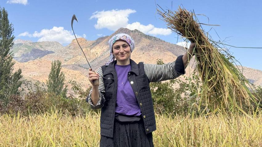 Göğe komşu topraklarda çeltik hasadı! Başakların altın rengine dönmesiyle mesai başladı