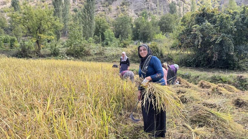 Göğe komşu topraklarda çeltik hasadı! Başakların altın rengine dönmesiyle mesai başladı