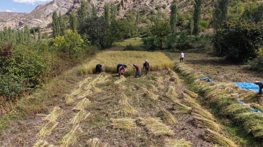Göğe komşu topraklarda çeltik hasadı! Başakların altın rengine dönmesiyle mesai başladı