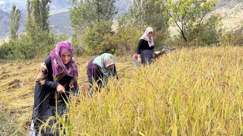 Göğe komşu topraklarda çeltik hasadı! Başakların altın rengine dönmesiyle mesai başladı
