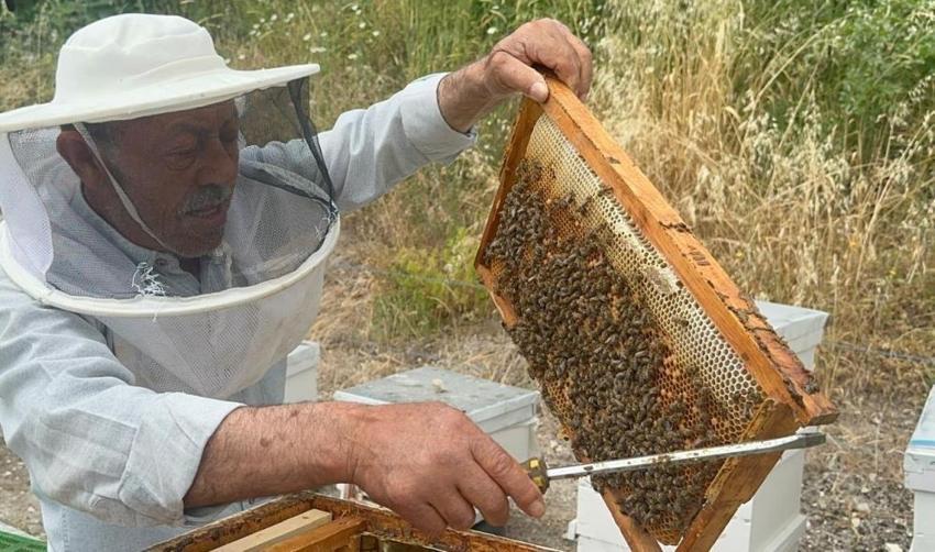Bursa’da emekli başgardiyan yıllık 1 ton üretiyor! İngiltere ve Avusturya sıraya girdi