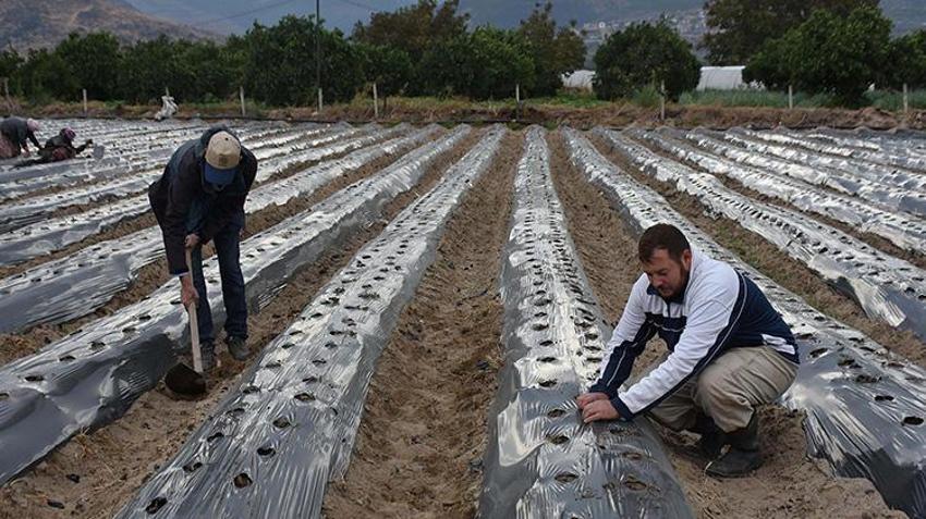 Kurumsal kariyeri bıraktı, ata toprağına döndü:Menemen'in tek sertifikalı organik üreticisi oldu