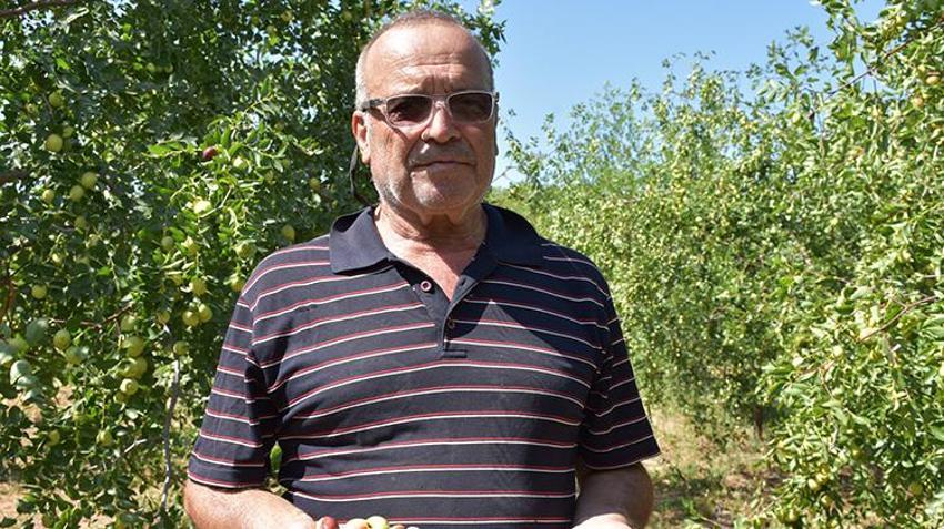 Edirne'de arazisinde 3 fidanla başladı, Çinliler gibi tüketiyorlar! Faydaları saymakla bitmiyor! 'Ölümsüzlük meyvesi' şifa dağıtıyor