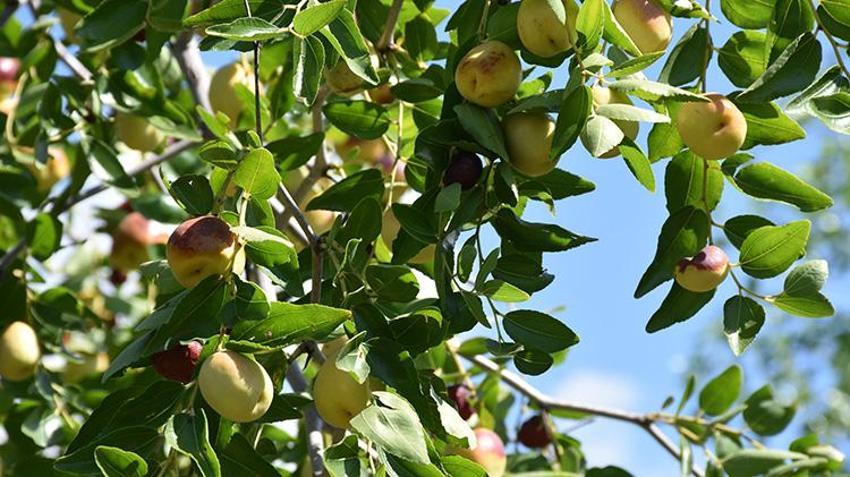 Edirne'de arazisinde 3 fidanla başladı, Çinliler gibi tüketiyorlar! Faydaları saymakla bitmiyor! 'Ölümsüzlük meyvesi' şifa dağıtıyor