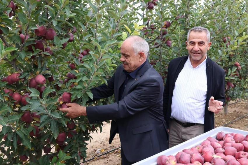 Kayseri’de hasat başladı! Bahçeler hareketlendi, dalından tek tek toplanıyor