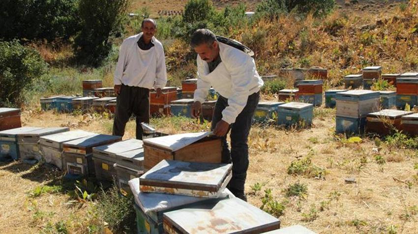 Kato Dağları'nda altın hasat başladı: 15 yıllık emek karşılığını verdi, bu yıl verim geçen seneye göre çok daha yüksek olacak