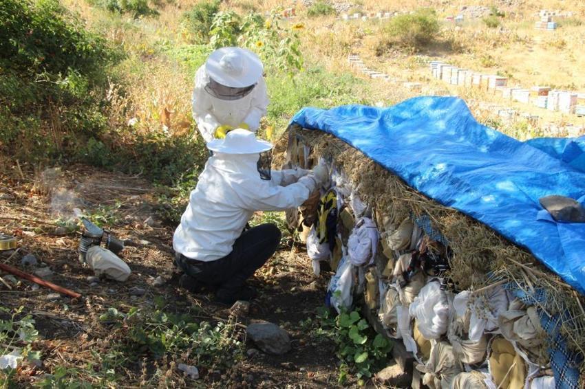 Kato Dağları'nda altın hasat başladı: 15 yıllık emek karşılığını verdi, bu yıl verim geçen seneye göre çok daha yüksek olacak