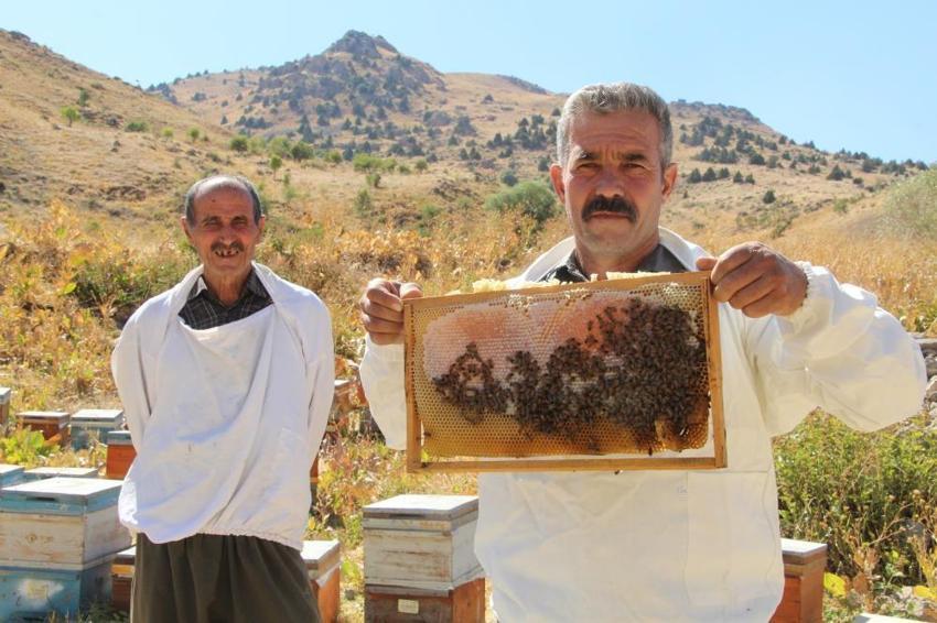 Kato Dağları'nda altın hasat başladı: 15 yıllık emek karşılığını verdi, bu yıl verim geçen seneye göre çok daha yüksek olacak