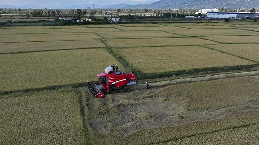 Coğrafi işaretli üründe hasat başladı! Düzce'de 92 çiftçi tarlaya indi: Talep yağıyor