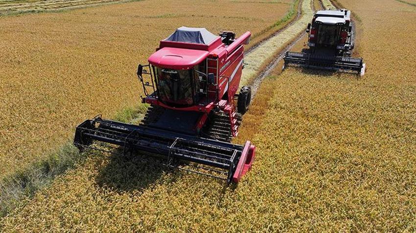 Coğrafi işaretli üründe hasat başladı! Düzce'de 92 çiftçi tarlaya indi: Talep yağıyor