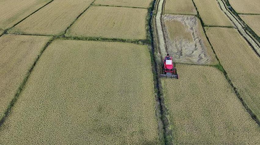 Coğrafi işaretli üründe hasat başladı! Düzce'de 92 çiftçi tarlaya indi: Talep yağıyor