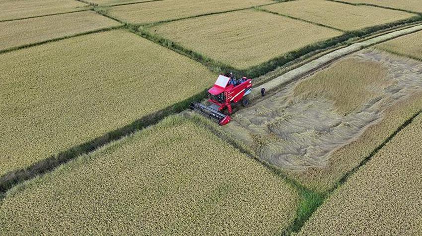 Coğrafi işaretli üründe hasat başladı! Düzce'de 92 çiftçi tarlaya indi: Talep yağıyor