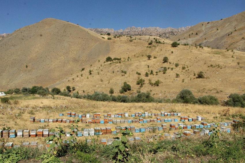 Şırnak'ın dağlarında bal bereketi: Beytüşşebap'ta arıcılar rekor hasada hazırlanıyor