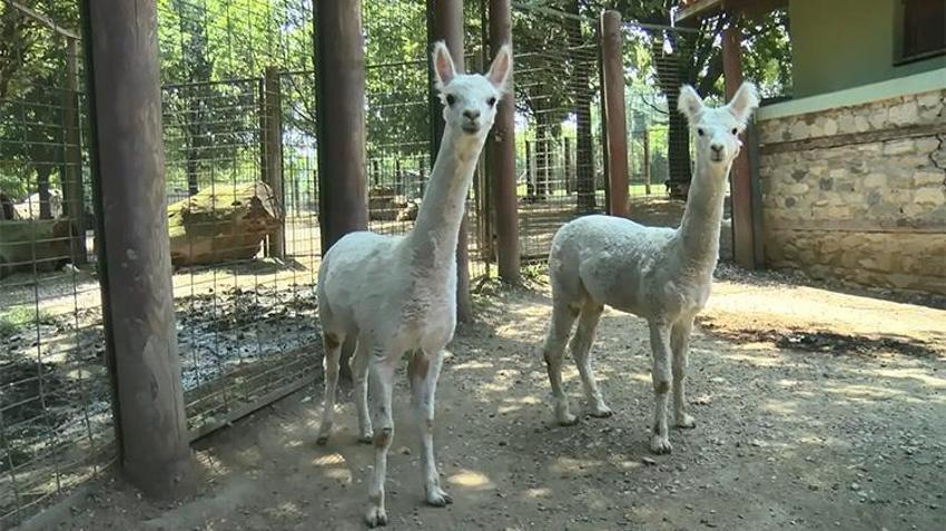Bursa'da hafta sonu rotası! Girişler tamamen ücretsiz