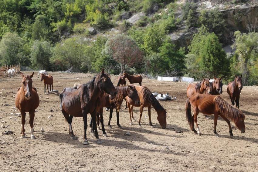 ki TIR dolusu at terk edilmişti! 5 yıl sonra ortaya çıkan manzara