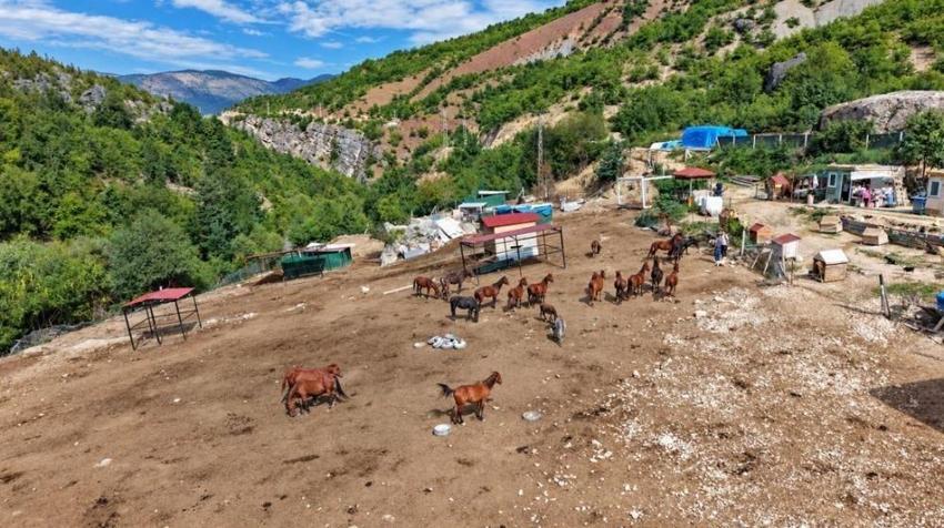 ki TIR dolusu at terk edilmişti! 5 yıl sonra ortaya çıkan manzara